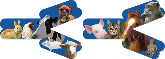 Animal Antibodies